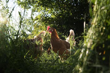 https://www.chippindalefoods.co.uk/wp-content/uploads/2017/05/hens-3.jpg